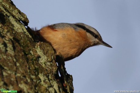 Brhlík lesní - Sitta europaea - Foto Irena Wenischová (1)