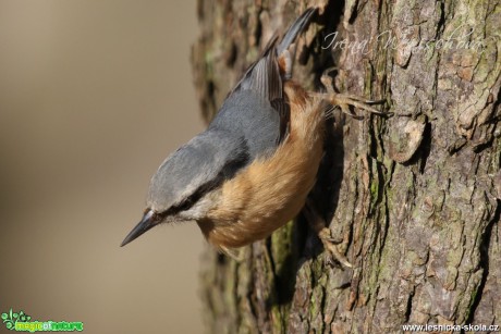 Brhlík lesní - Sitta europaea - Foto Irena Wenischová (2)