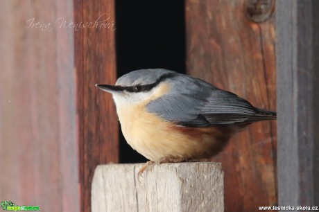 Brhlík lesní - Sitta europaea - Foto Irena Wenischová