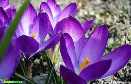 Šafrán setý  - Crocus sativus - Foto Jiří Havel