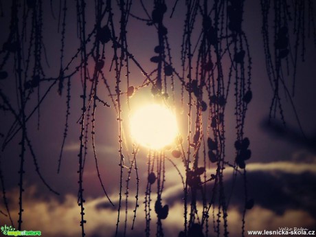 Slunce v modřínových větvích - Foto Jiří Havel