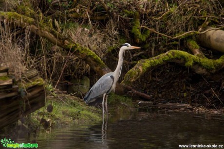 Volavka popelavá - Ardea cinerea - Foto Lukáš Málek (3)