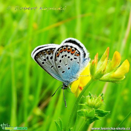 Modrásek černolemý - Plebejus argus ♂ - Foto Robert Kopecký