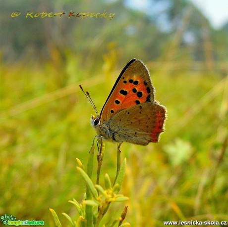 Ohniváček černokřídlý - Lycaena phlaeas - Foto Robert Kopecký