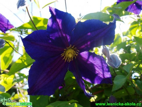 Plamének - Clematis ´Viola´ - Foto David Hlinka