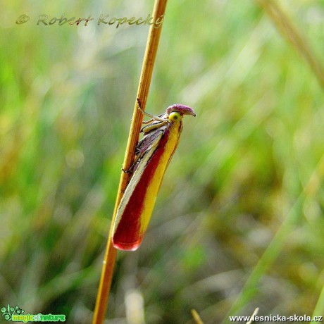 Zavíječ červenožlutý - Oncocera semirubella - Foto Robert Kopecký