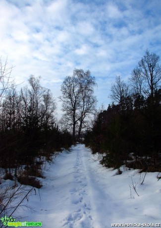 Cesta z lesa - Foto Miloslav Míšek