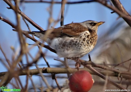 Drozd kvíčala - Turdus pilaris - Foto Miloslav Míšek