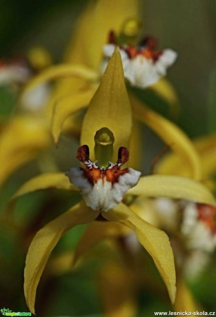 Květy orchidejí - Foto Marie Vykydalová (1)