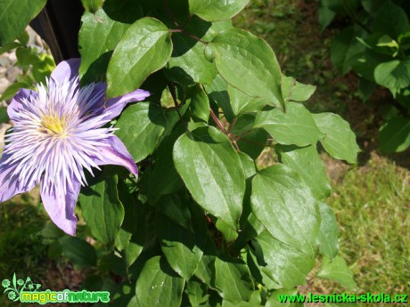 Plamének - Clematis lanuginosa ´Marie Boisselot´ - Foto David Hlinka (1)