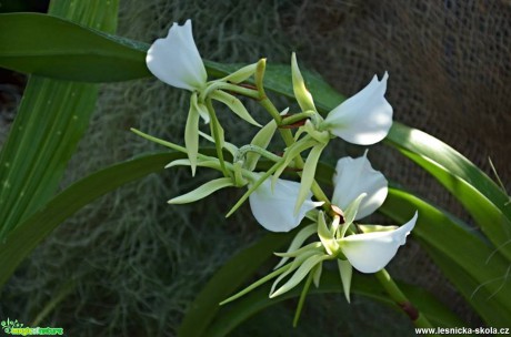 Květy orchidejí - Foto Marie Vykydalová (2)