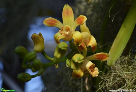 Květy orchidejí - Foto Marie Vykydalová (4)