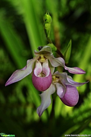 Květy orchidejí - Foto Marie Vykydalová (5)