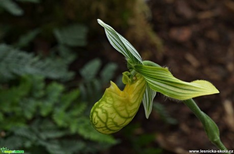 Květy orchidejí - Foto Marie Vykydalová (8)