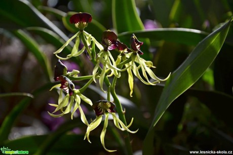 Květy orchidejí - Foto Marie Vykydalová (9)