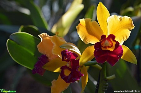 Květy orchidejí - Foto Marie Vykydalová (10)