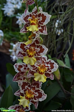 Květy orchidejí - Foto Marie Vykydalová (11)