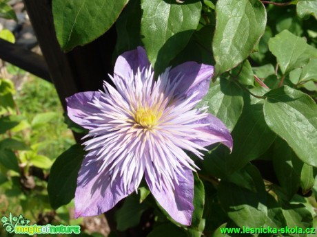 Plamének - Clematis lanuginosa ´Marie Boisselot´ - Foto David Hlinka