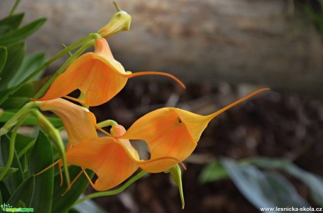 Květy orchidejí - Foto Marie Vykydalová (12)