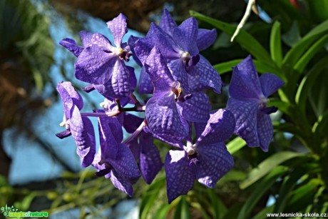 Květy orchidejí - Foto Marie Vykydalová (17)