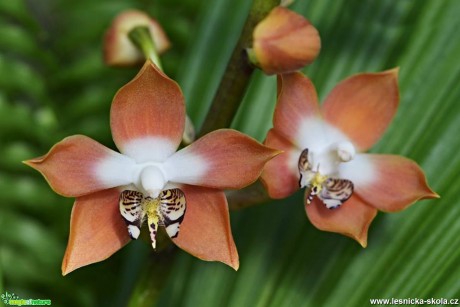 Květy orchidejí - Foto Marie Vykydalová (18)