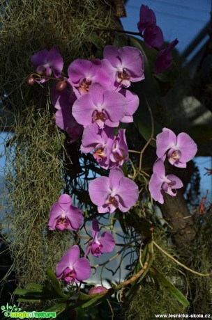 Květy orchidejí - Foto Marie Vykydalová (19)