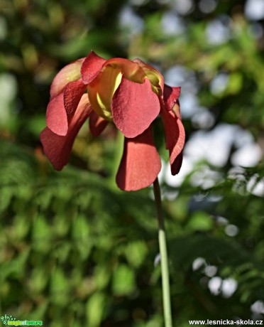 Květy orchidejí - Foto Marie Vykydalová (20)