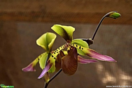 Květy orchidejí - Foto Marie Vykydalová (21)