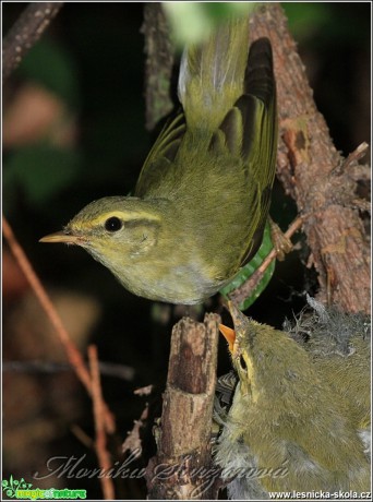 Budníček lesní - Phylloscopus sibilatrix - Foto Monika Suržinová (1)