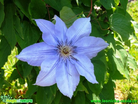 Plamének - Clematis lanuginosa ´William Kennett´ - Foto David Hlinka (1)