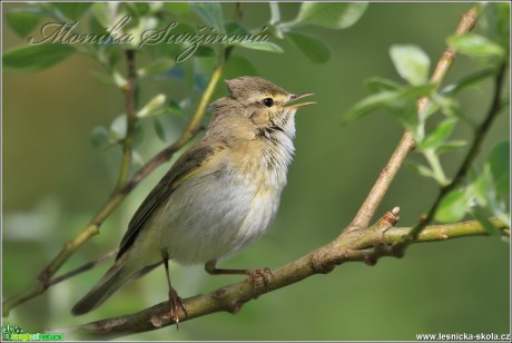 Budníček větší - Phylloscopus trochilus - Foto Monika Suržinová