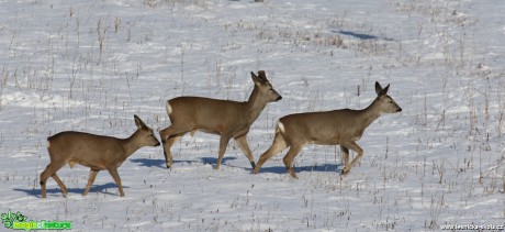 Srnec obecný - Capreolus capreolus - Foto Irena Wenischová (1)