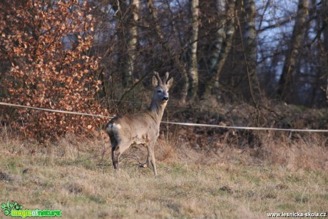 Srnec obecný - Capreolus capreolus - Foto Irena Wenischová (3)