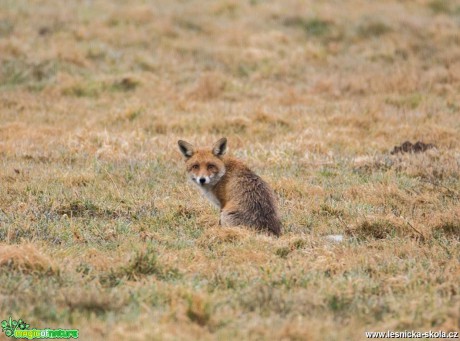 Liška obecná - Vulpes vulpes - Foto Lukáš Málek (1)