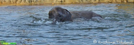 Zoo Praha - Foto Kristýna Titzlová (5)