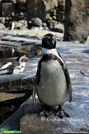 Zoo Praha - Foto Kristýna Titzlová (7)