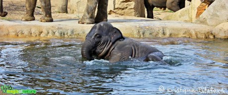 Zoo Praha - Foto Kristýna Titzlová (8)