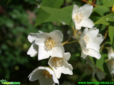 Pustoryl Falconeriho - Philadelphus x falconeri - Foto David Hlinka (1)