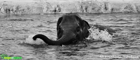 Zoo Praha - Foto Kristýna Titzlová (11)