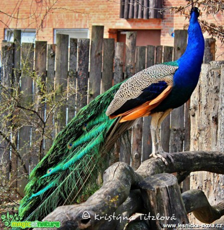 Zoo Praha - Foto Kristýna Titzlová (14)