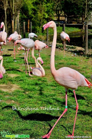 Zoo Praha - Foto Kristýna Titzlová (15)