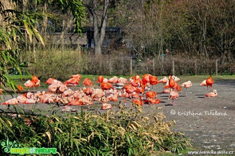 Zoo Praha - Foto Kristýna Titzlová (17)