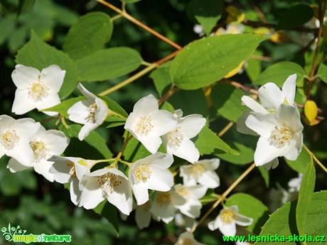 Pustoryl Falconeriho - Philadelphus x falconeri - Foto David Hlinka (2)