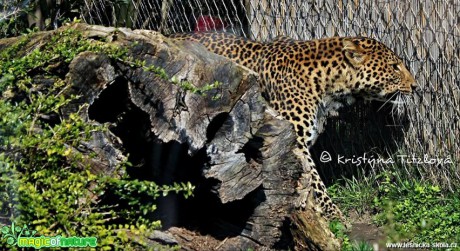 Zoo Praha - Foto Kristýna Titzlová (19)