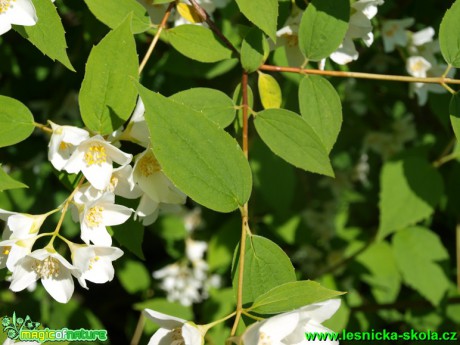 Pustoryl Falconeriho - Philadelphus x falconeri - Foto David Hlinka