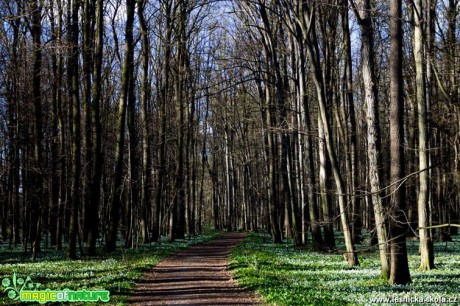 Chráněná krajinná oblast Poodří - moře sněženek - Foto Jan Valach