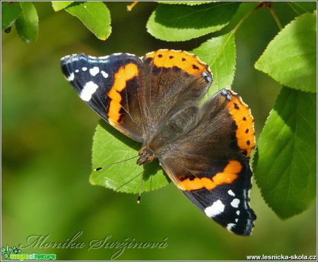 Babočka admirál - Vanessa atalanta - Foto Monika Suržinová