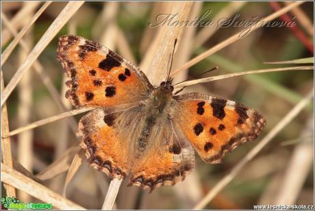 Babočka jilmová - Nymphalis polychloros - Foto Monika Suržinová