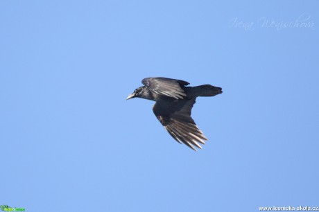 Krkavec velký - Corvus corax - Foto Irena Wenischová