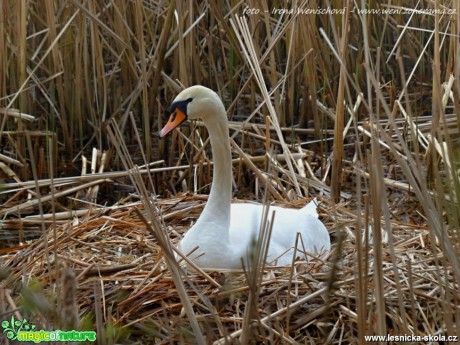 Labuť velká - Cygnus olor - Foto Irena Wenischová